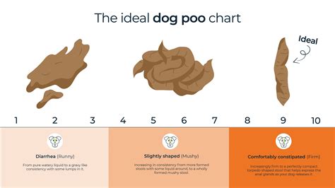 puppy poop soft all tests negative|Why Is My Dogs Poop Soft And Smelly – Vet Explains Pets.